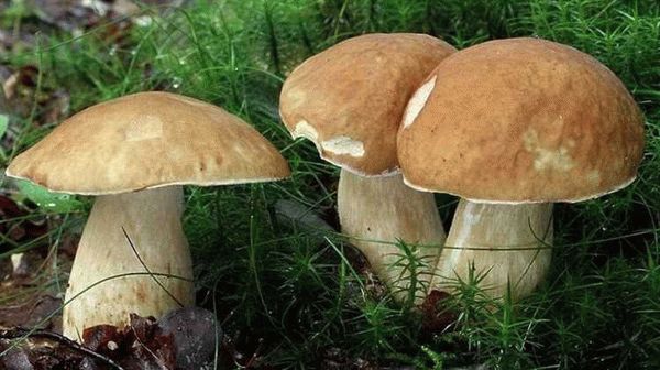 Как узнать ядовитые грибы в Подмосковье