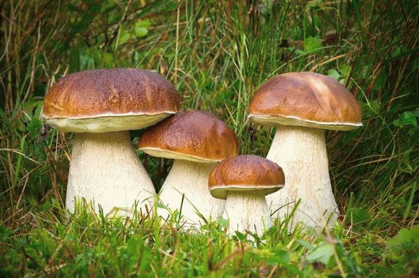 Советы для успешной охоты на грибы